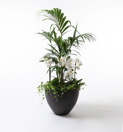 Arrangementsplanting med Kentiapalme og hvite orkidéer